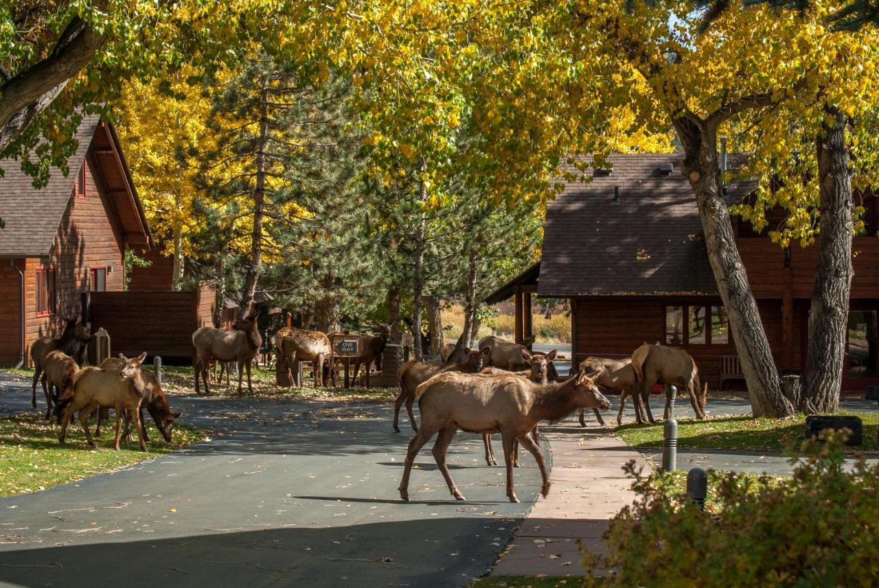 Rams Horn Village Resort Estes Park Buitenkant foto